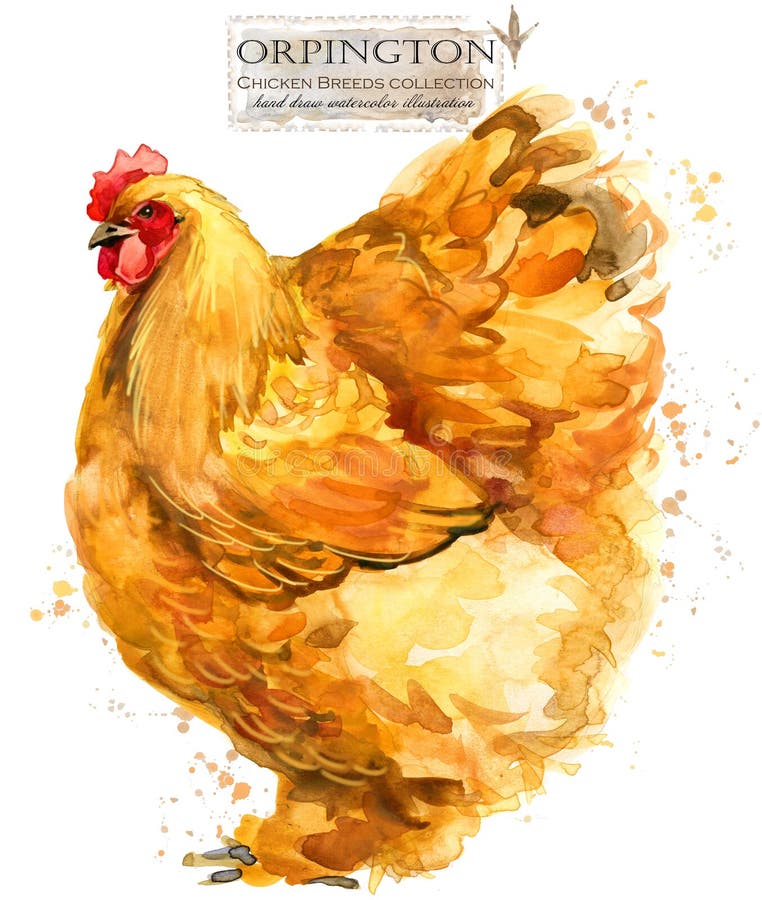 Poultry farming. Chicken breeds series. domestic farm bird watercolor illustration. Poultry farming. Chicken breeds series. domestic farm bird watercolor illustration