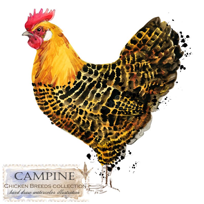 Aviculture Le poulet multiplie la série oiseau domestique de ferme illustration de vecteur Aviculture Le poulet multiplie la série oiseau domestique de ferme illustration de vecteur