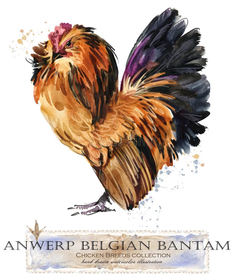 Aviculture Le poulet multiplie la série oiseau domestique de ferme illustration libre de droits Aviculture Le poulet multiplie la série oiseau domestique de ferme illustration libre de droits