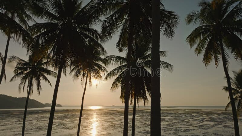 Aviso aéreo de drones volando en órbita a través de palmeras de coco hacia el mar al amanecer almacen de video