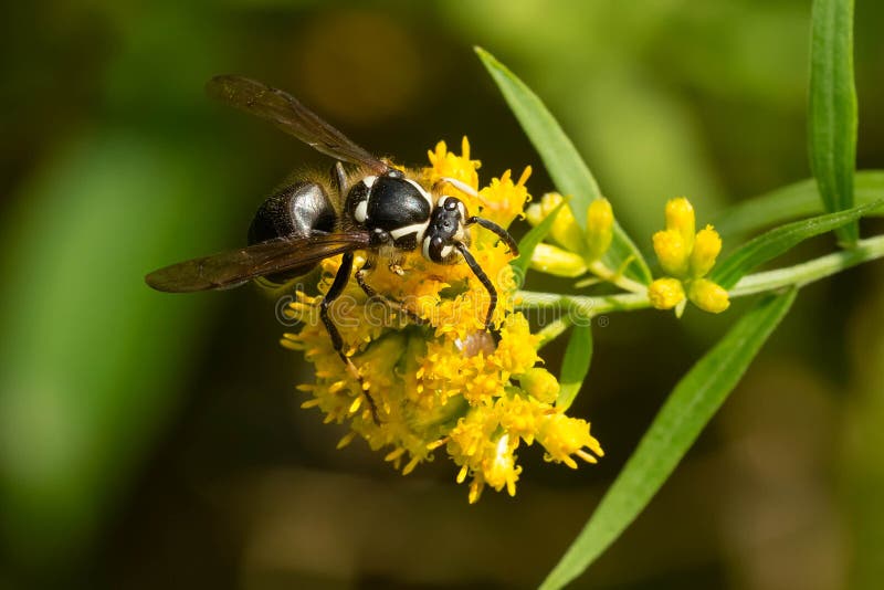Avisp? n Calvo-hecho frente - maculata de Dolichovespula