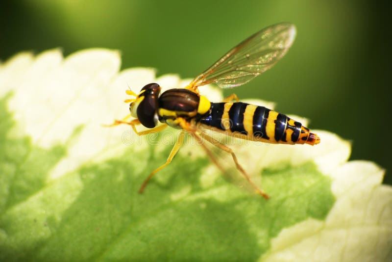 Wasp sitting on a leaf macro. Wasp sitting on a leaf macro