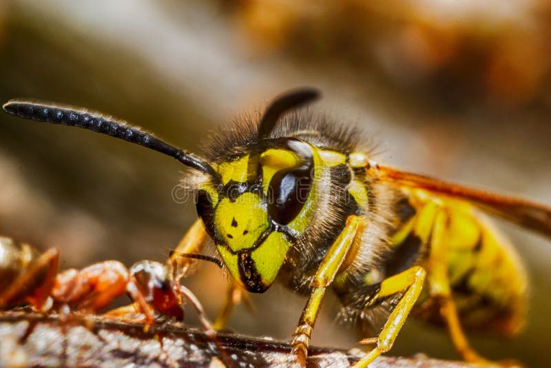 The head of the insect wasp ant macro photo. The head of the insect wasp ant macro photo