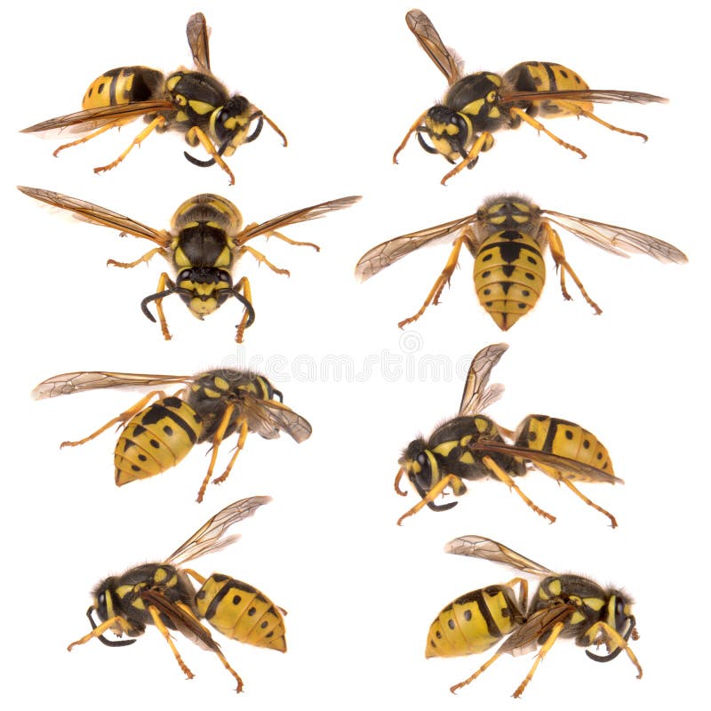 Avispa europea imagen de archivo. Imagen de antena, animal 14146575