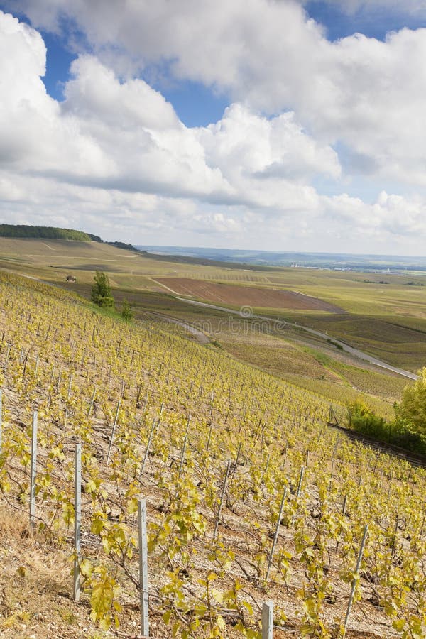 Avize-Weinberge, Champagne-Region stockfotografie Avize-Weinberge, Champagne-Region stockfotografie