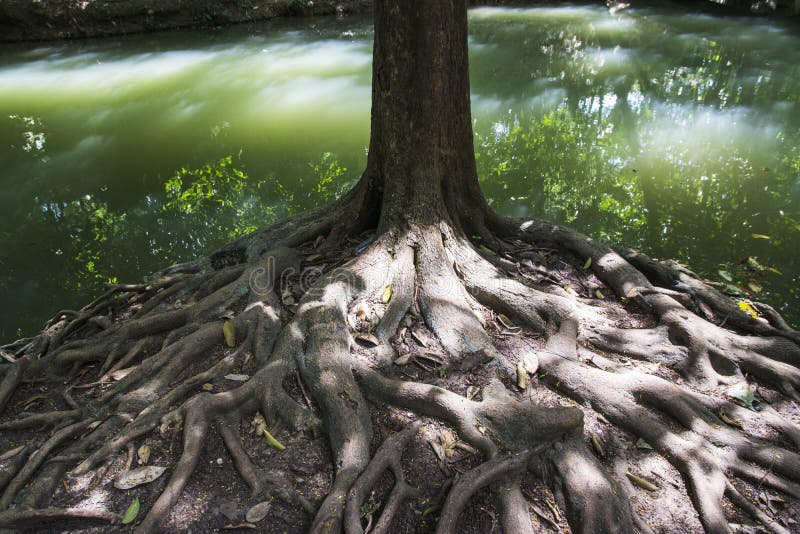 Avobe todo del árbol fotografía de archivo Avobe todo del árbol fotografía de archivo
