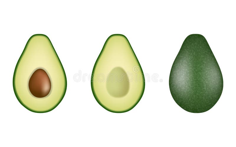 απεικόνιση απομονωμένων καρπών avocado διανυσματική απεικόνιση
