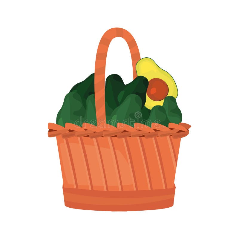 Avocado Fresh Fruit in Basket Stock Illustration Illustration of