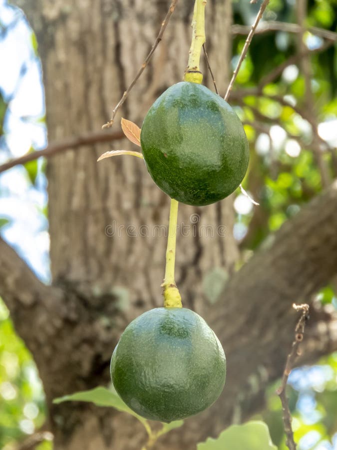 Avocado Fruit on Tree in Brazil Stock Photo Image of farm, delicious