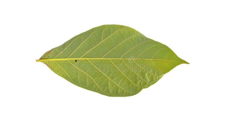 Avocado leaves isolated on white background stock images Avocado leaves isolated on white background stock images