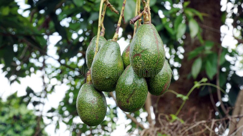 Avocado na drzewie fotografia stock Avocado na drzewie fotografia stock