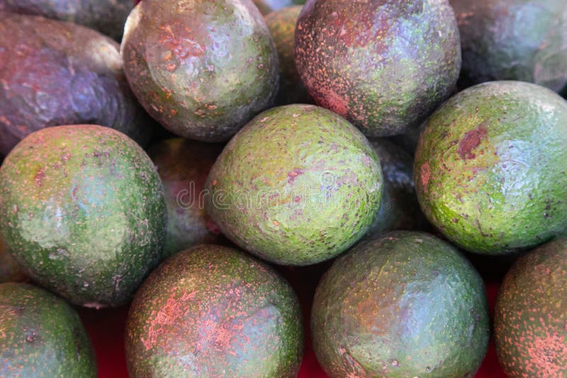Avocado odnosi się również do owocu drzewa Avocado, który jest botanicznie dużym jagód zawierającym pojedyncze nasiona Awokado je obraz royalty free Avocado odnosi się również do owocu drzewa Avocado, który jest botanicznie dużym jagód zawierającym pojedyncze nasiona Awokado je obraz royalty free