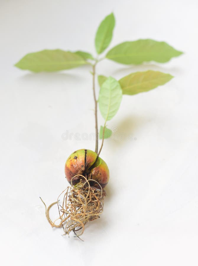 Naklíčených avokádo klíčení semeno zobrazené kořeny bílý.