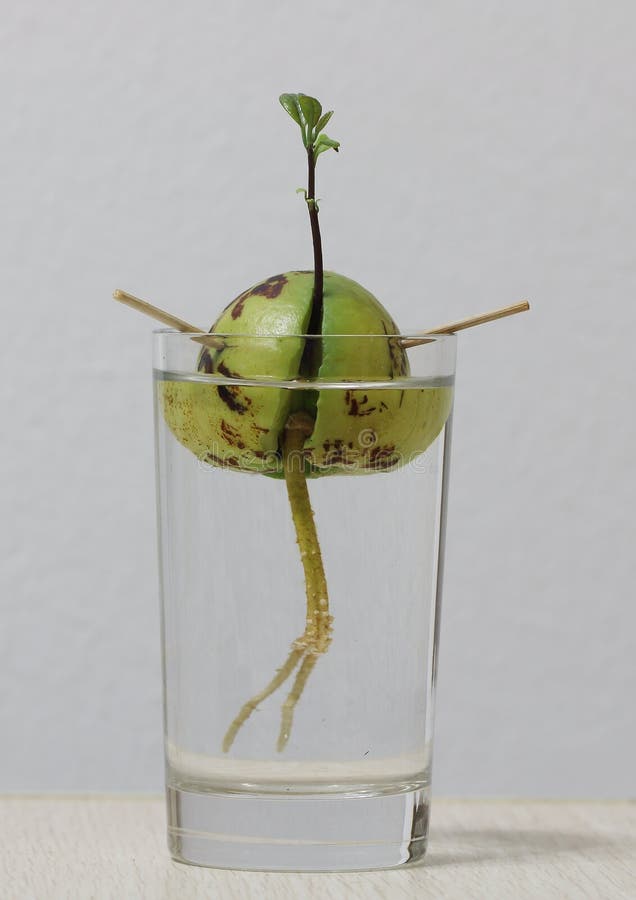 Avocado Seed With New Sprouting And Roots Stock Image Image of sprout, seedling 77495051