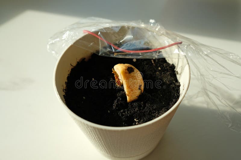 How to Sprout an Avocado Seed Successfully