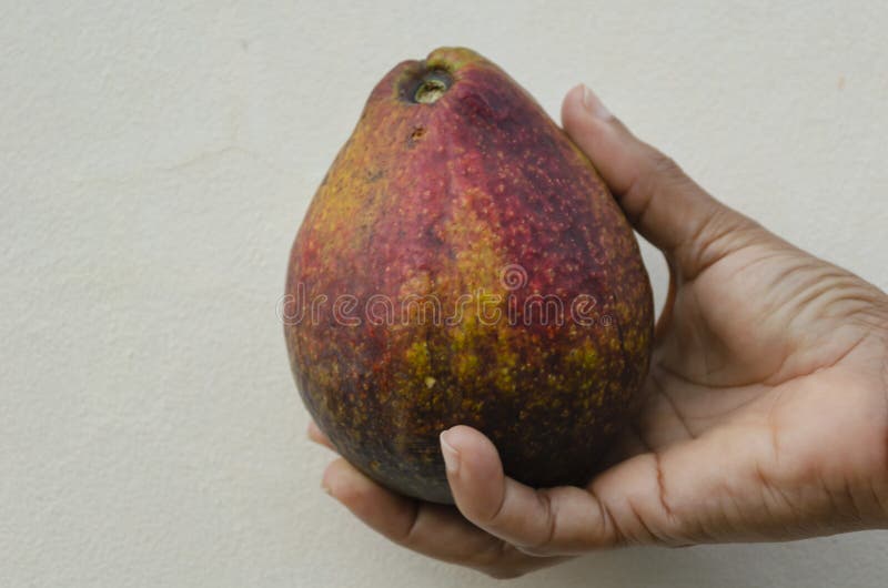 Avocado ter beschikking royalty-vrije stock foto Avocado ter beschikking royalty-vrije stock foto