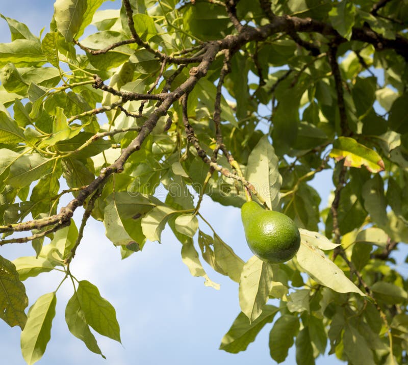 Avocado Tree stock image Avocado Tree stock image