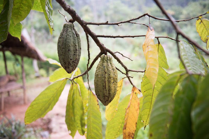 Avocado Tree in Spice Garden