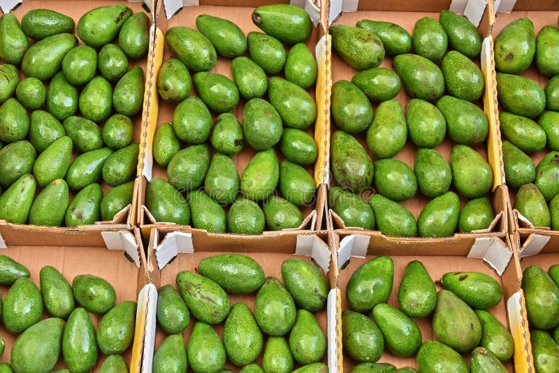 Avocados on Street Market Stall Stock Image - Image of grocery, market