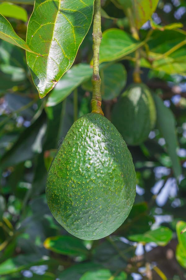 Avocat s'élevant sur l'arbre photographie stock Avocat s'élevant sur l'arbre photographie stock