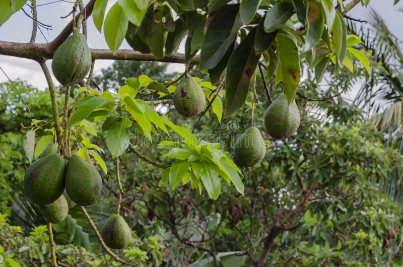 Avocats mûrs sur l'arbre photo stock Avocats mûrs sur l'arbre photo stock
