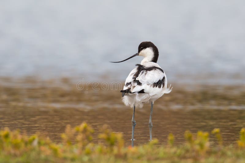 Avocet standing in water