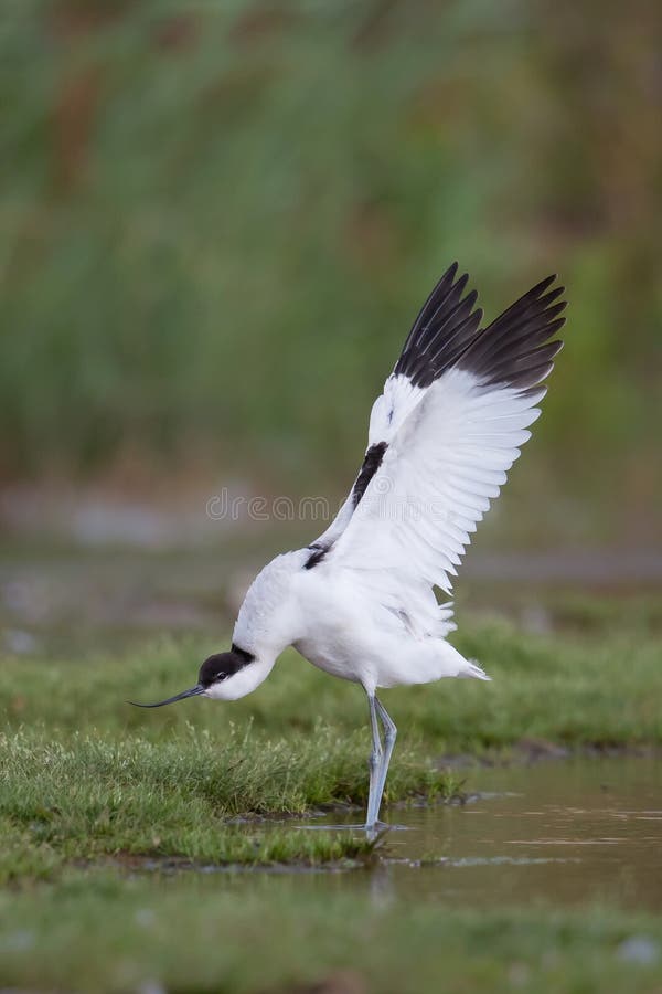 Avocet with stretched wings