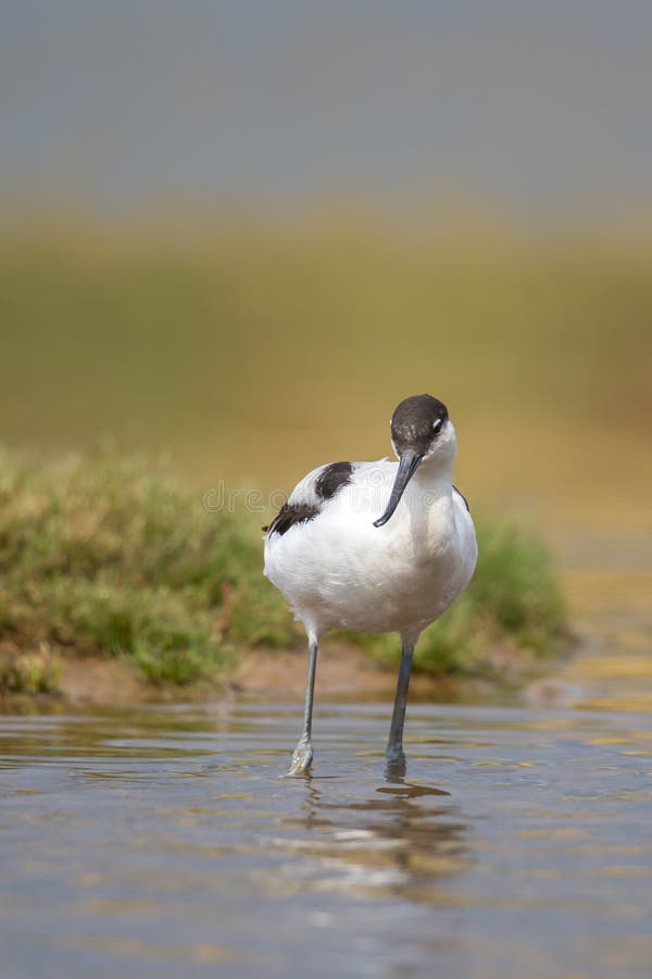 Avocet wading in water