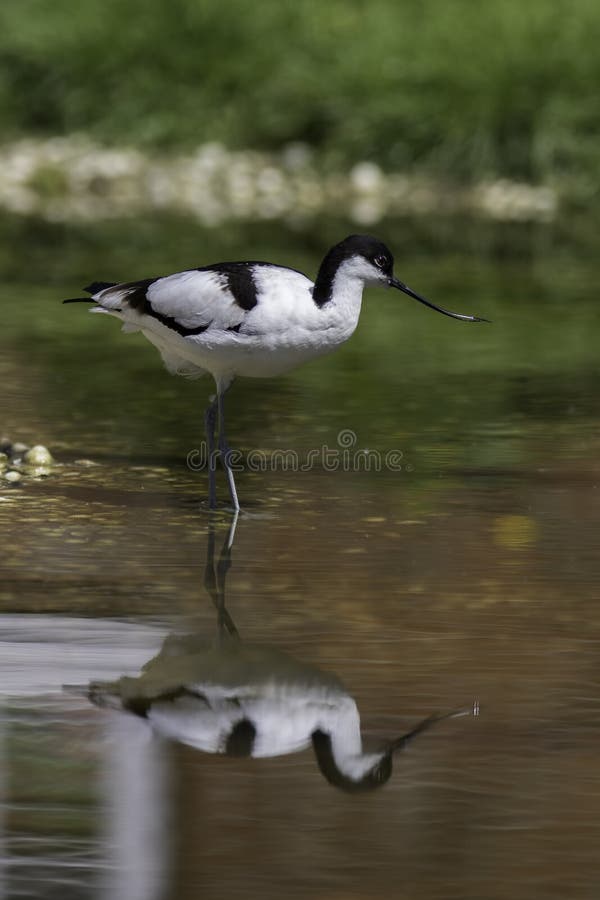 Avosetta do Recurvirostra do Avocet, pássaro selvagem Vadear na água com imagem de stock
