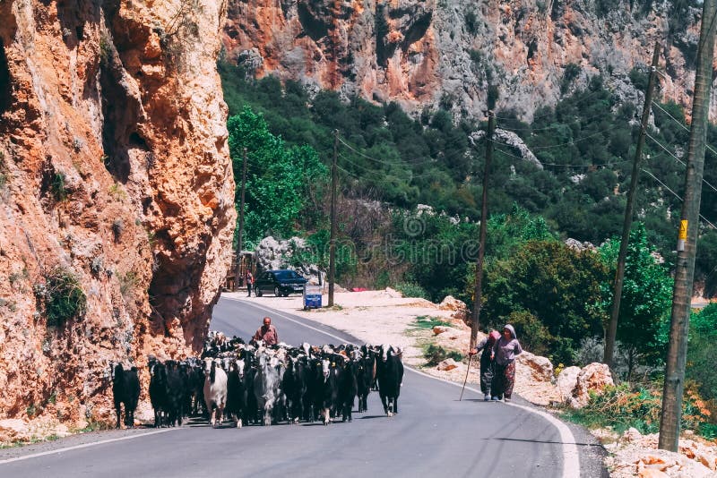 29 avril 2017 - Geyikbayiri, Turquie : Troupeau de chèvres marchant sur la route avec le berger derrière elles image libre de droits 29 avril 2017 - Geyikbayiri, Turquie : Troupeau de chèvres marchant sur la route avec le berger derrière elles image libre de droits