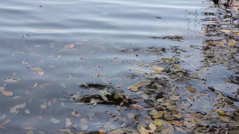 Avskräde på en kust av sjön, vattenförorening