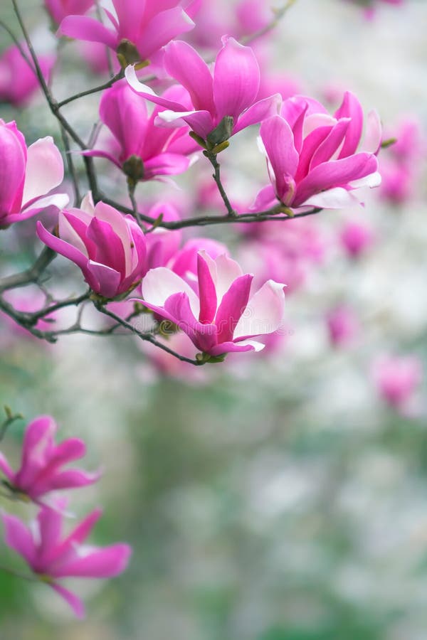 Avsluta rosa magnolia på gren royaltyfri bild