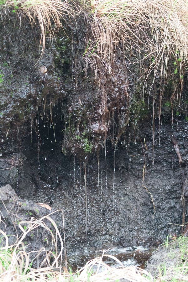 Pedology. Study of soils. Section of mesotrophic peat-land in boreal coniferous forest. Sod from sedge, layer of peat, underlying soil, clay. Excess water drain. Lapland, valley of river Pasvikelva. Pedology. Study of soils. Section of mesotrophic peat-land in boreal coniferous forest. Sod from sedge, layer of peat, underlying soil, clay. Excess water drain. Lapland, valley of river Pasvikelva