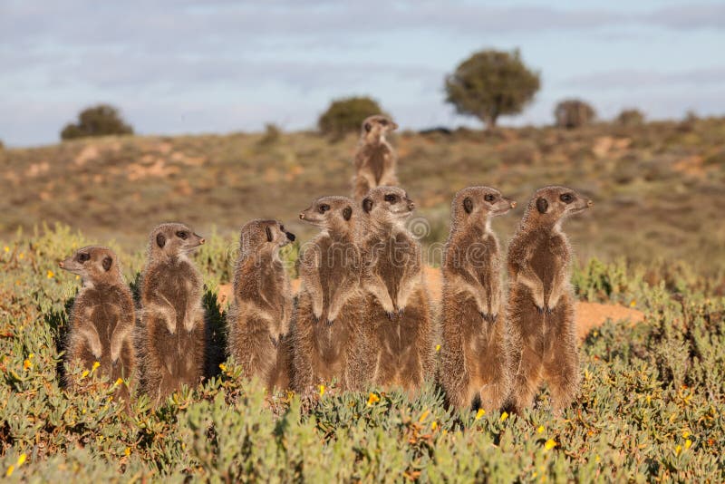 Avventure con i Suricati fotografie stock libere da diritti