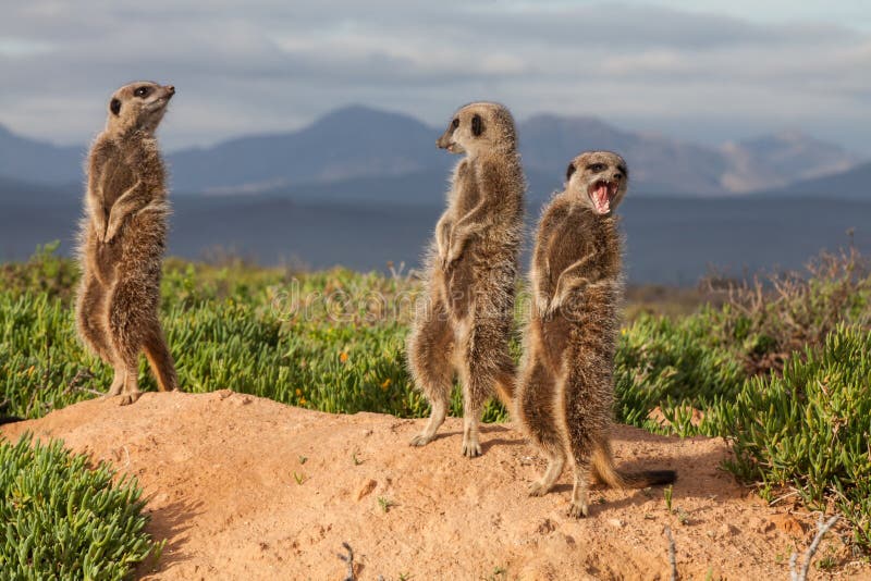 Avventure con i Suricati immagine stock libera da diritti