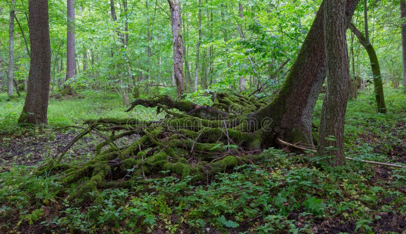 Avvolga parzialmente la caduta sopra l'albero attillato di estate fotografia stock libera da diritti Avvolga parzialmente la caduta sopra l'albero attillato di estate fotografia stock libera da diritti