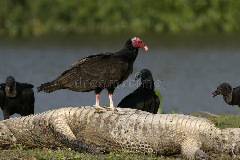 Avvoltoio di Turchia, aura del Cathartes fotografia stock Avvoltoio di Turchia, aura del Cathartes fotografia stock
