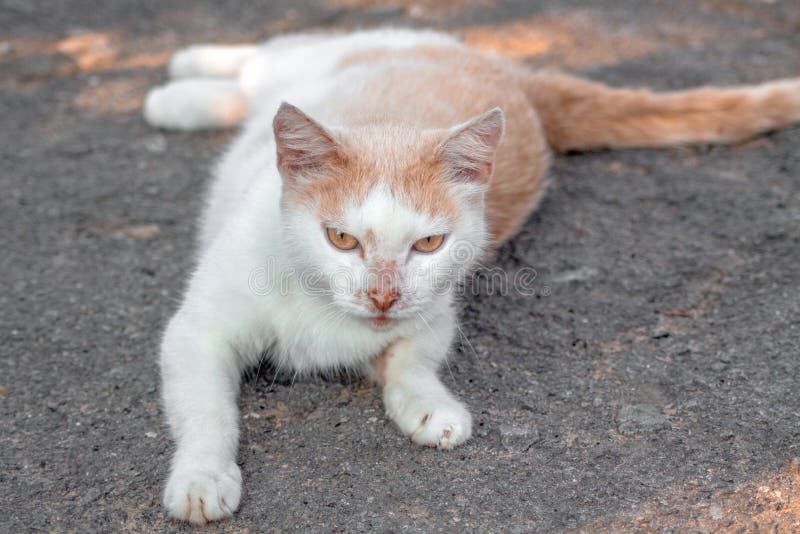 Awakened Red White Cat Carefully Looks At The Camera Stock Image Image Of Feline Outdoor