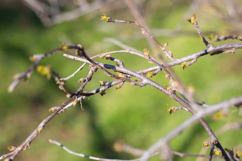 Awakening the buds of a black currant bush. Opening green leaves on a garden plant in early spring, selective focus