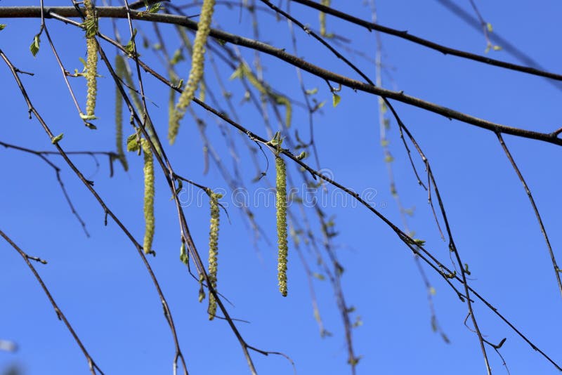 Awakening of nature. Young hanging shoots from buds on the bare branches of a tree against a blue sky. Cut-off picture, horizontal, place for text. Nature`s concept