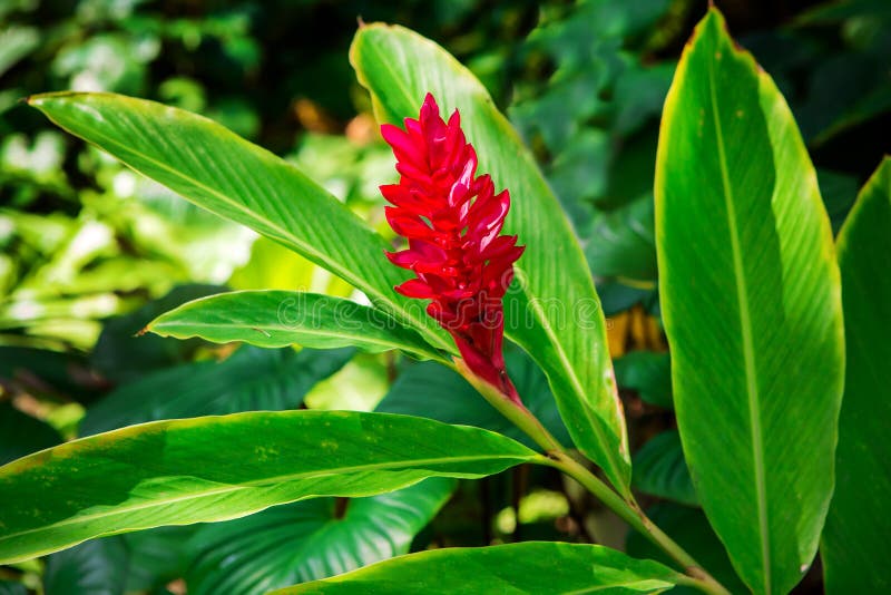 Hawaiian Red Ginger Plant stock image. Image of leaves - 84450711