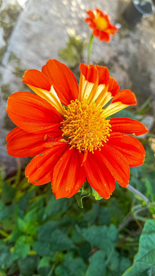 375 Flower Colour Combination Stock Photos Free & RoyaltyFree Stock