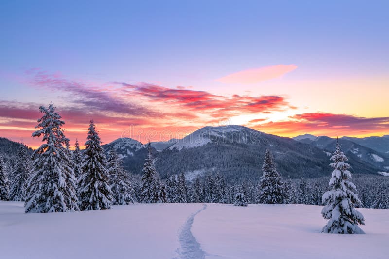 Awesome sunrise. High mountains with snow white peaks. Winter forest. A panoramic view of the covered with frost trees in the