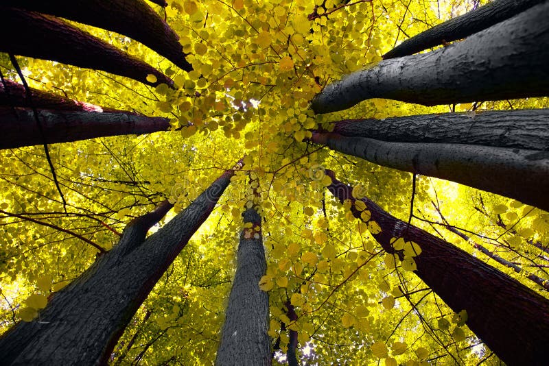 Impressionante albero baldacchino visto dal basso, attraverso la lente fisheye.