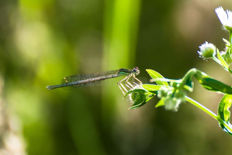 Awl graying on a flower leaf.