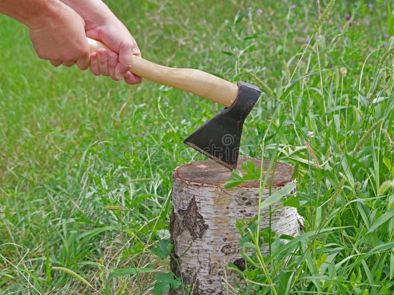Axe Stuck in Birch Stump on White Stock Photo Image of white, stuck