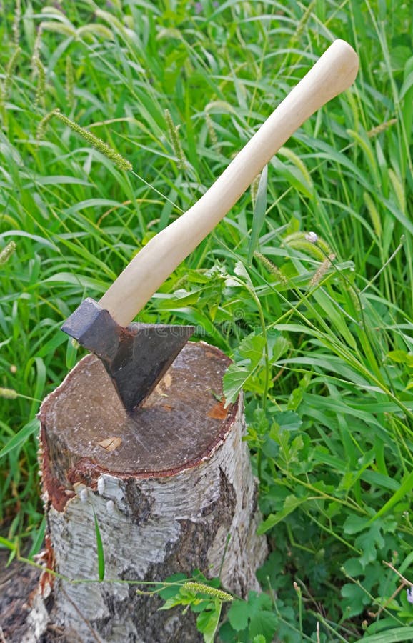 Axe Stuck in Birch Stump on White Stock Photo Image of white, stuck 123109352