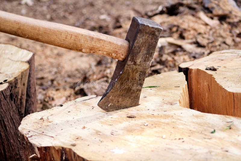 An axe on a wood, tree log. An axe stuck in a log in front of a pile of wood, ready for chopping and winter.