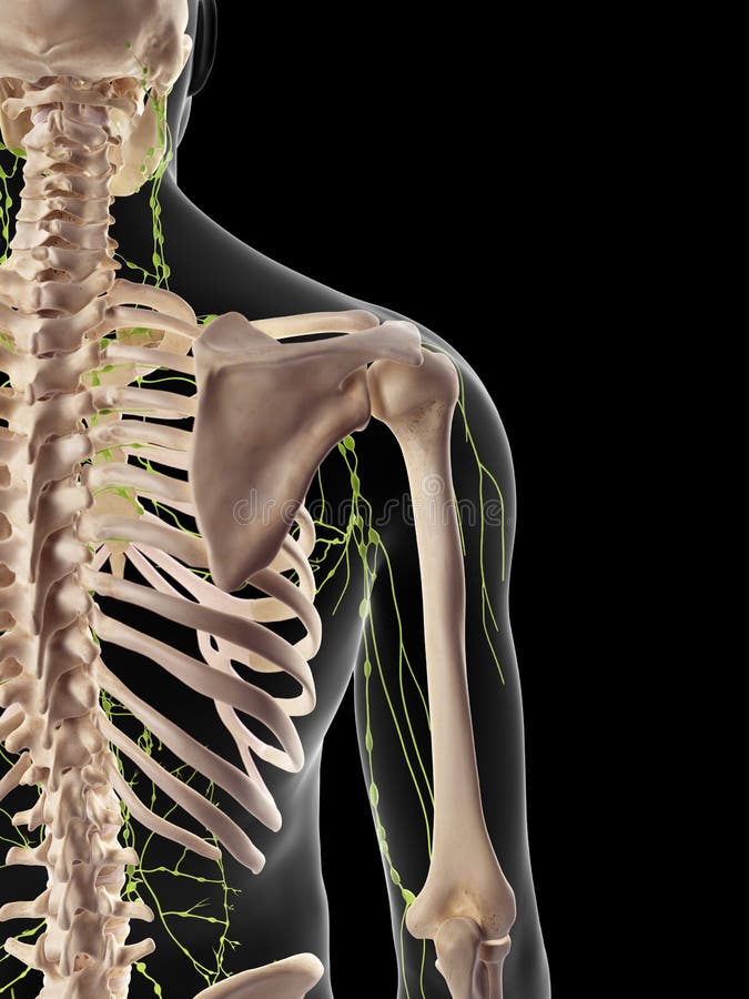 The Axillary Lymph Nodes Stock Illustration Image 57000725