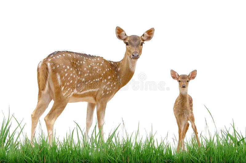 Axis deer stock photo. Image of captivity, baby, axis 16535330
